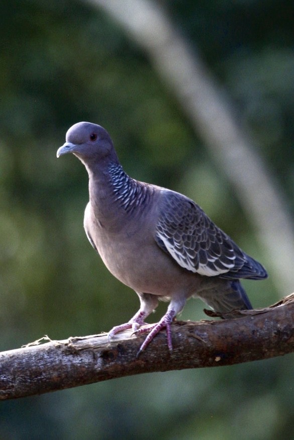 Pigeon picazuro - ML619390624