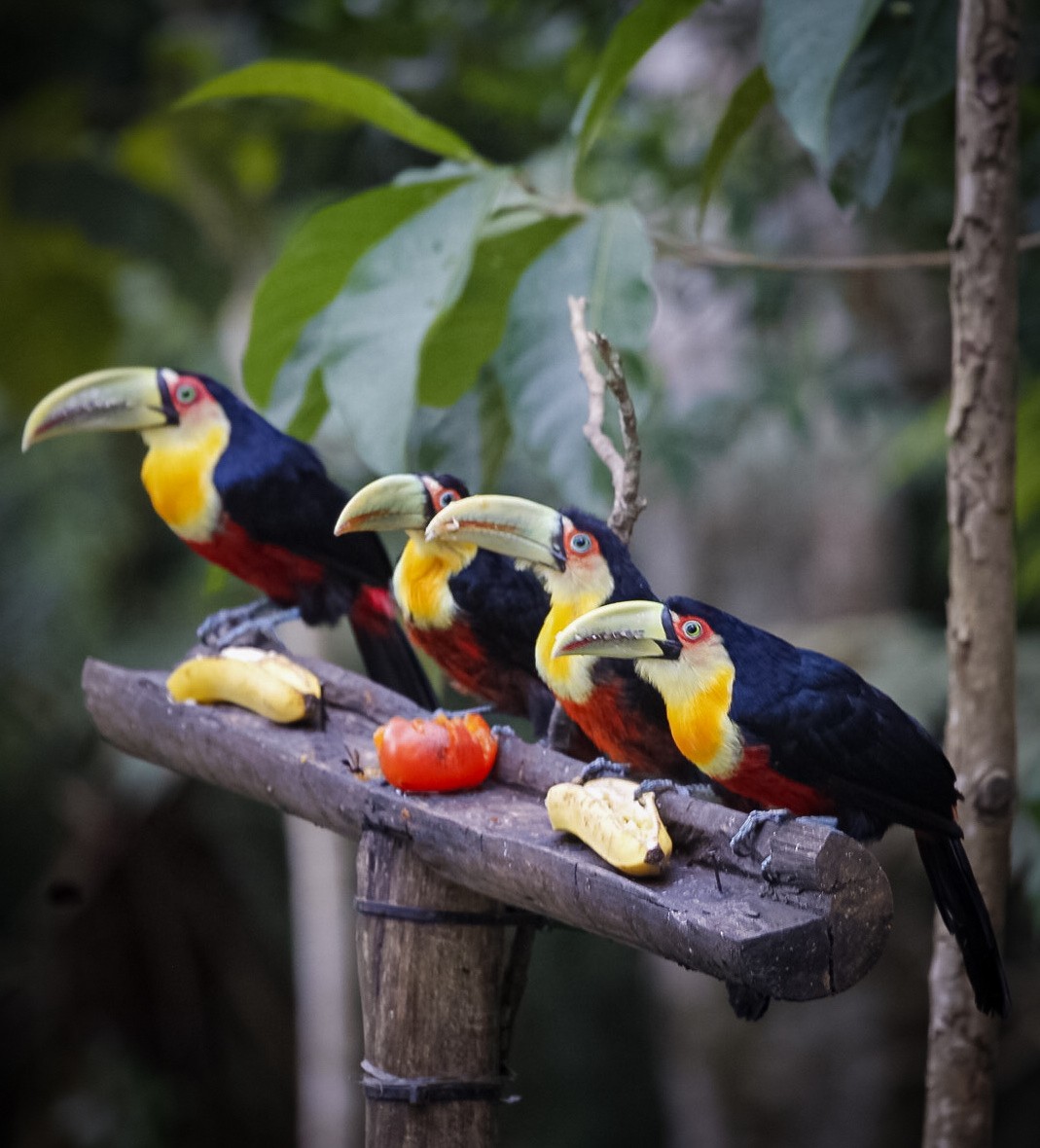 Red-breasted Toucan - ML619390643