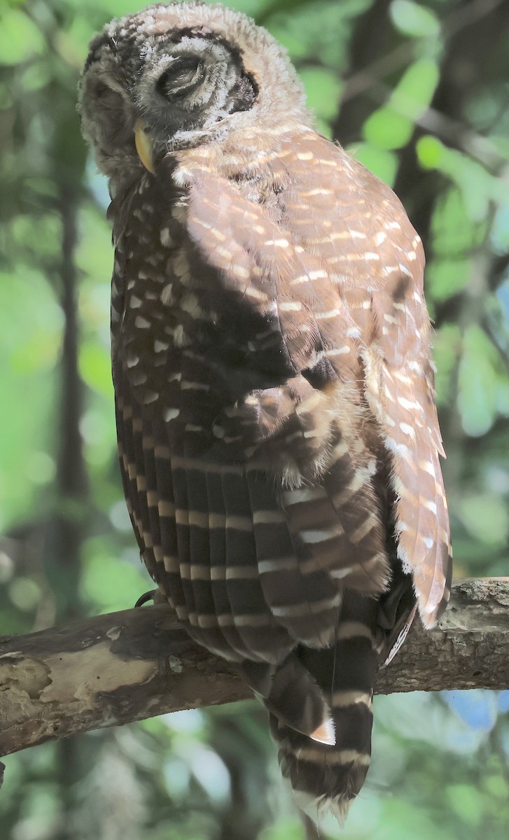 Barred Owl - ML619390679