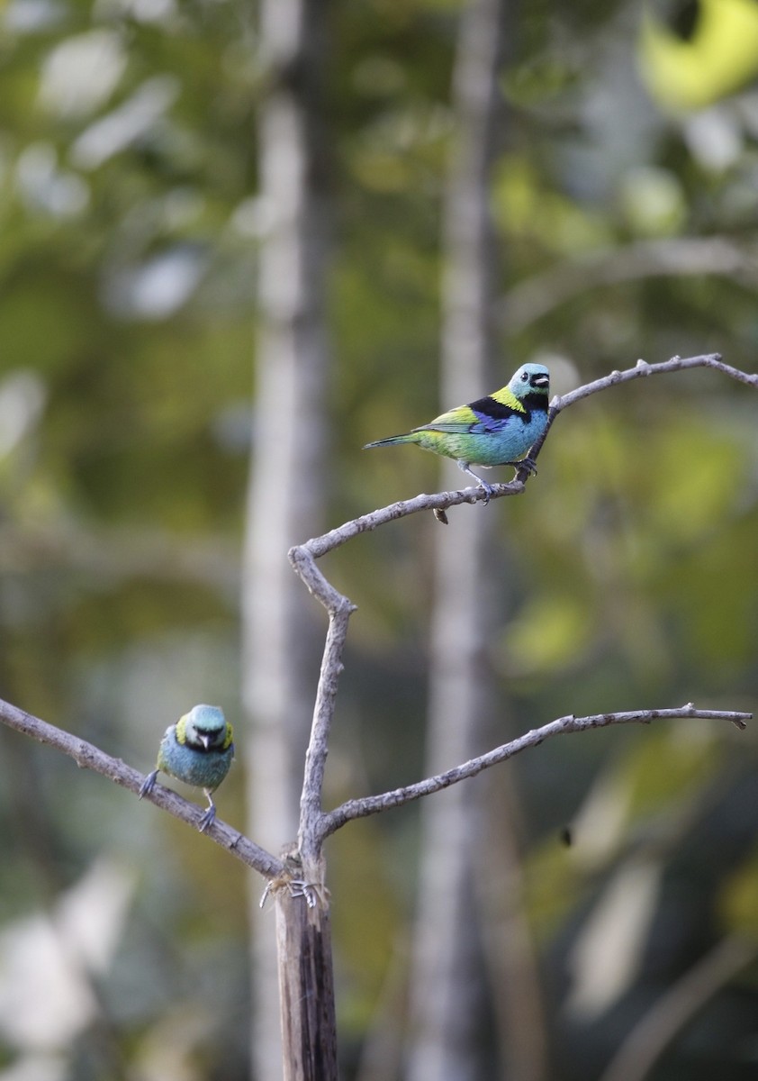 Green-headed Tanager - ML619390694