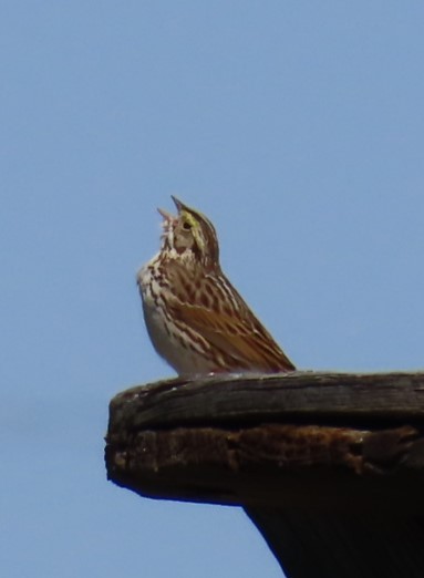 Savannah Sparrow - ML619390723