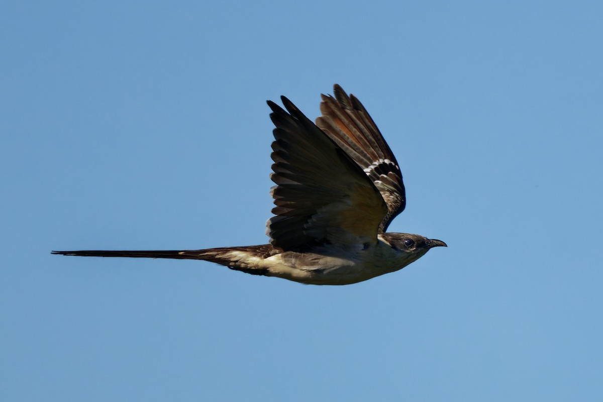 Great Spotted Cuckoo - ML619390734