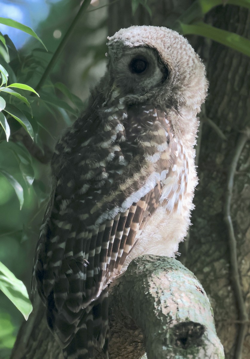 Barred Owl - ML619390738