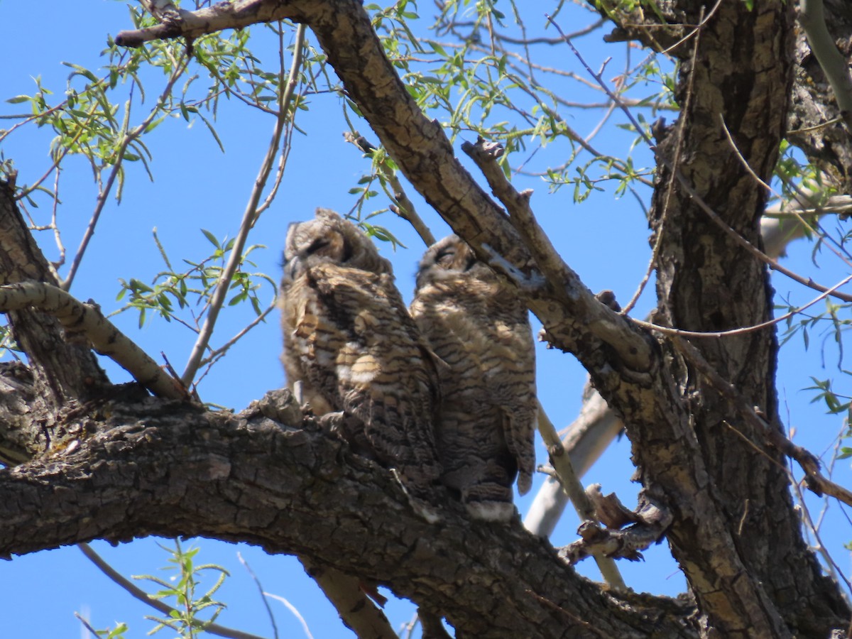 Great Horned Owl - ML619390745