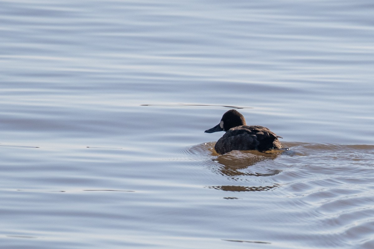 Greater Scaup - ML619390747