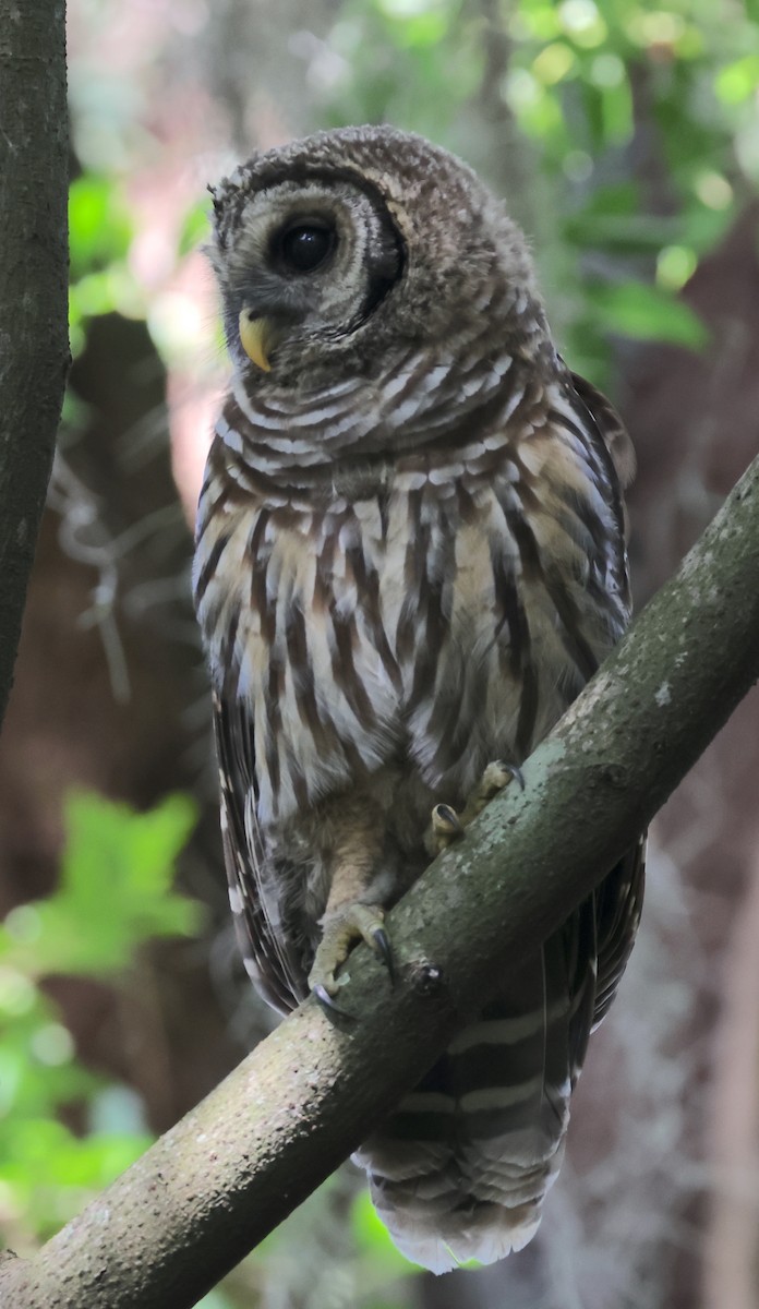 Barred Owl - ML619390758