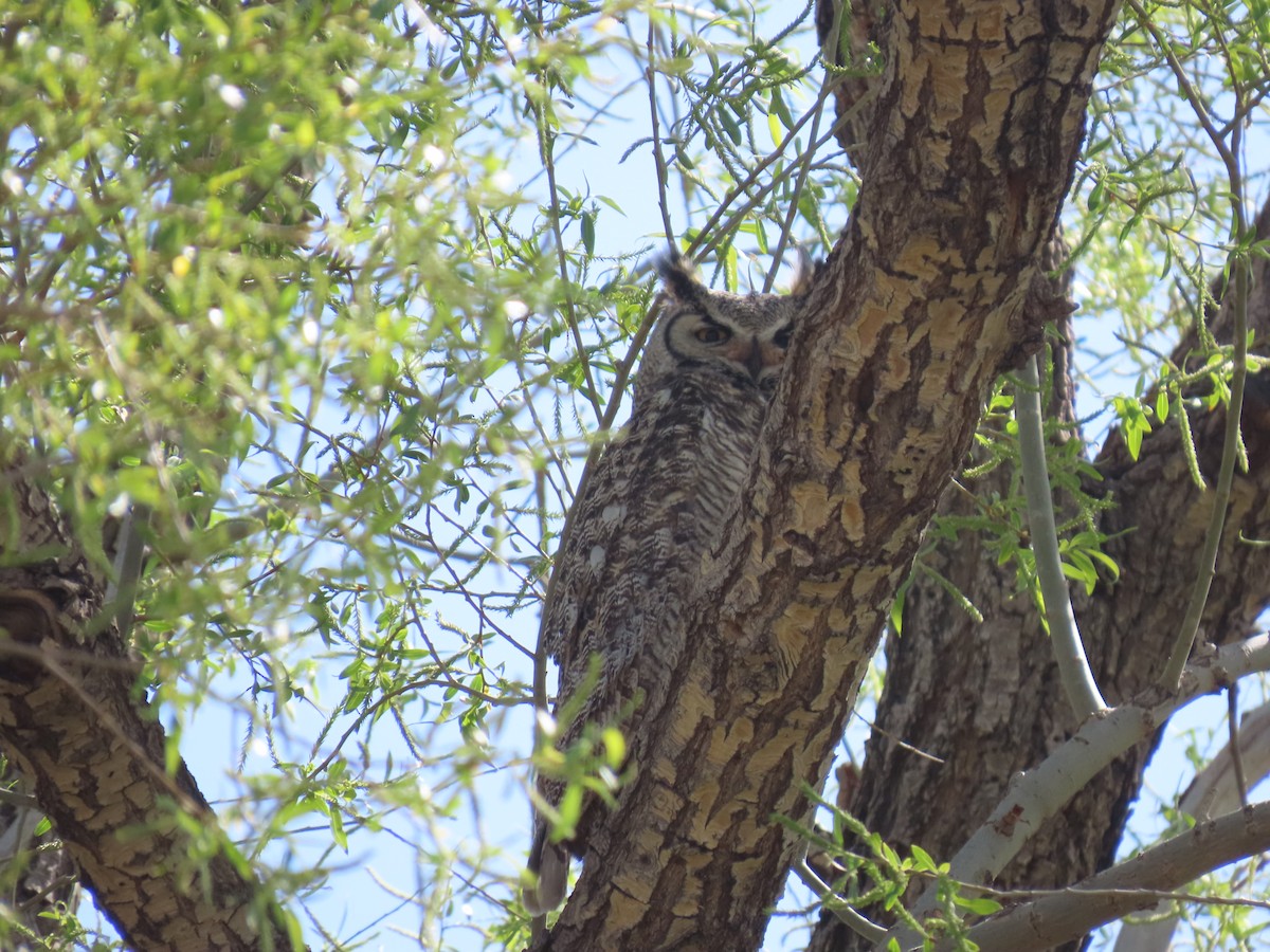 Great Horned Owl - ML619390764