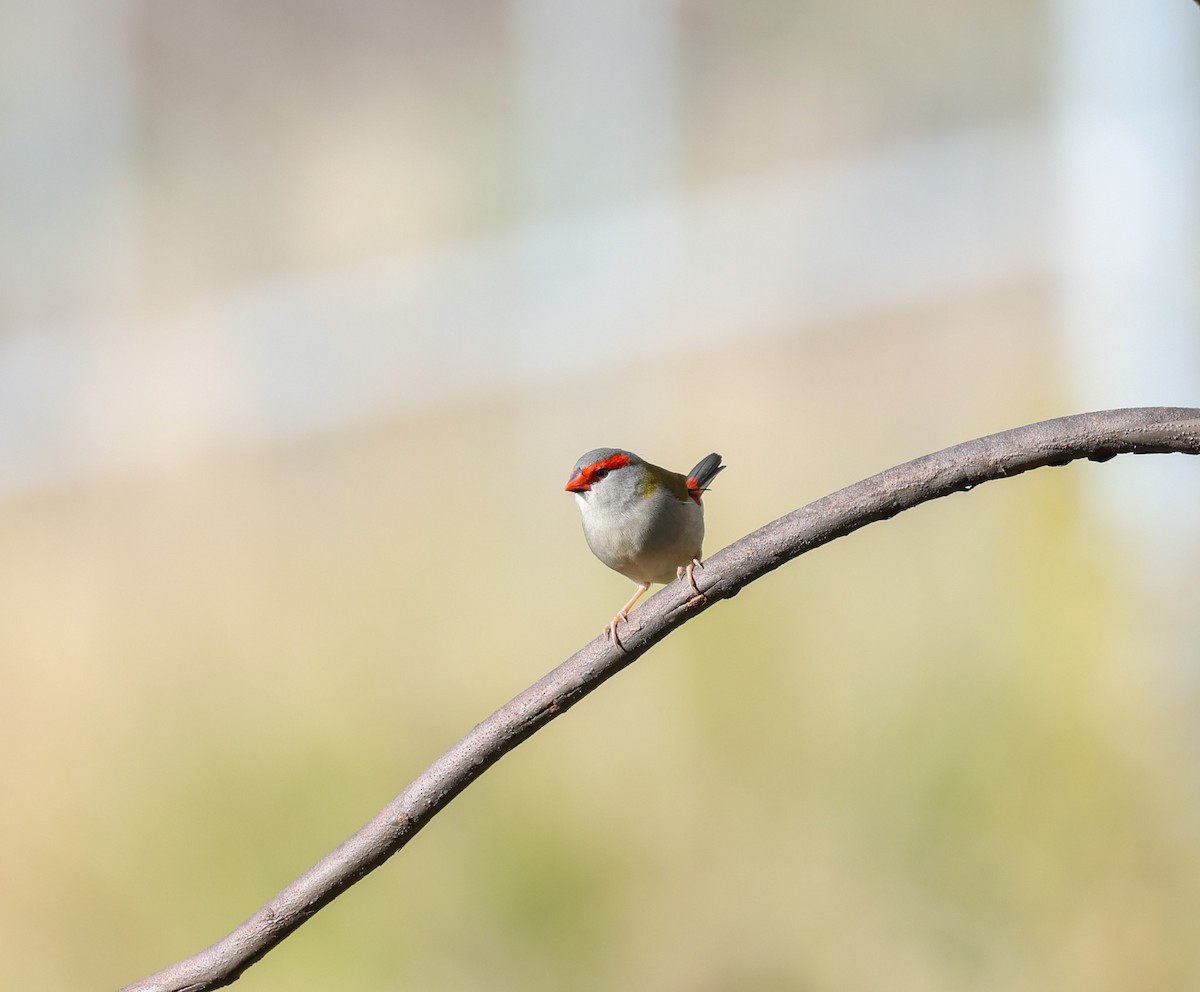 Red-browed Firetail - ML619390770