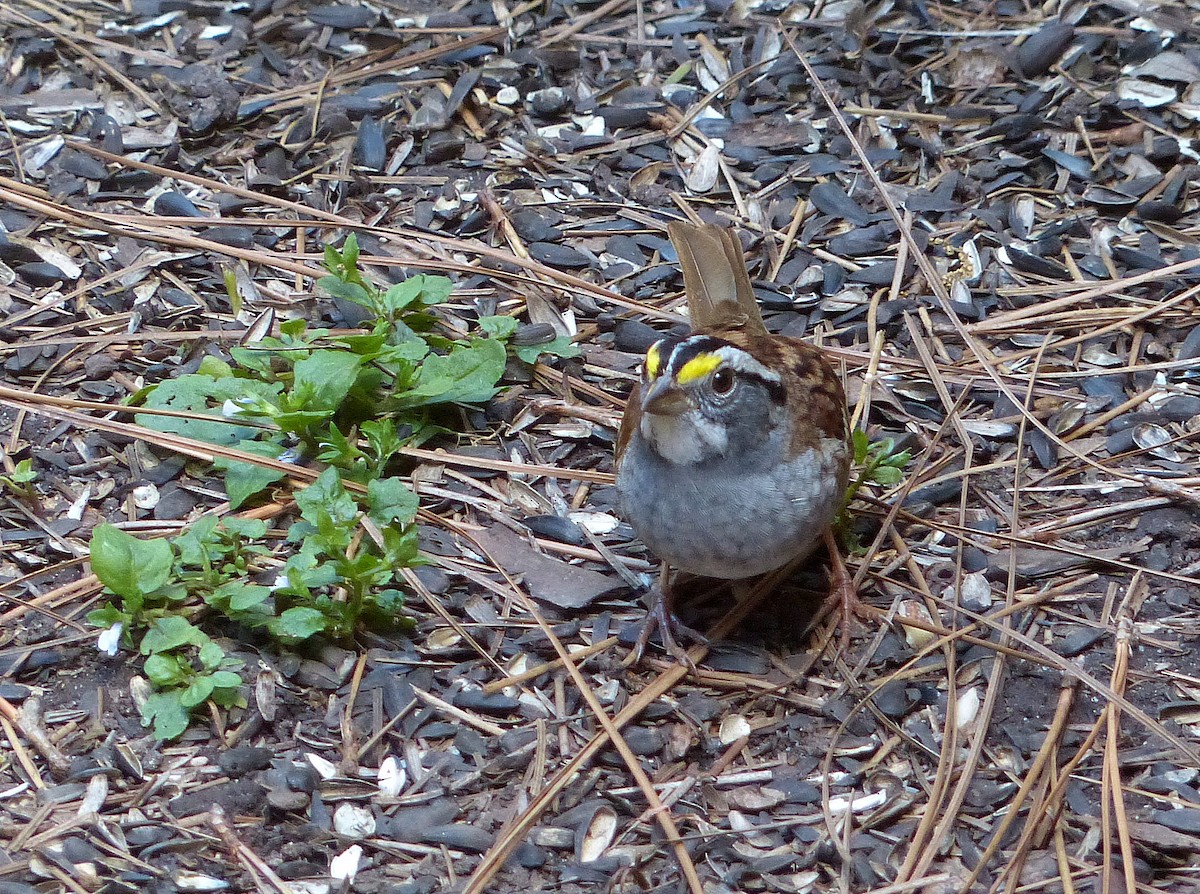 White-throated Sparrow - ML619390776