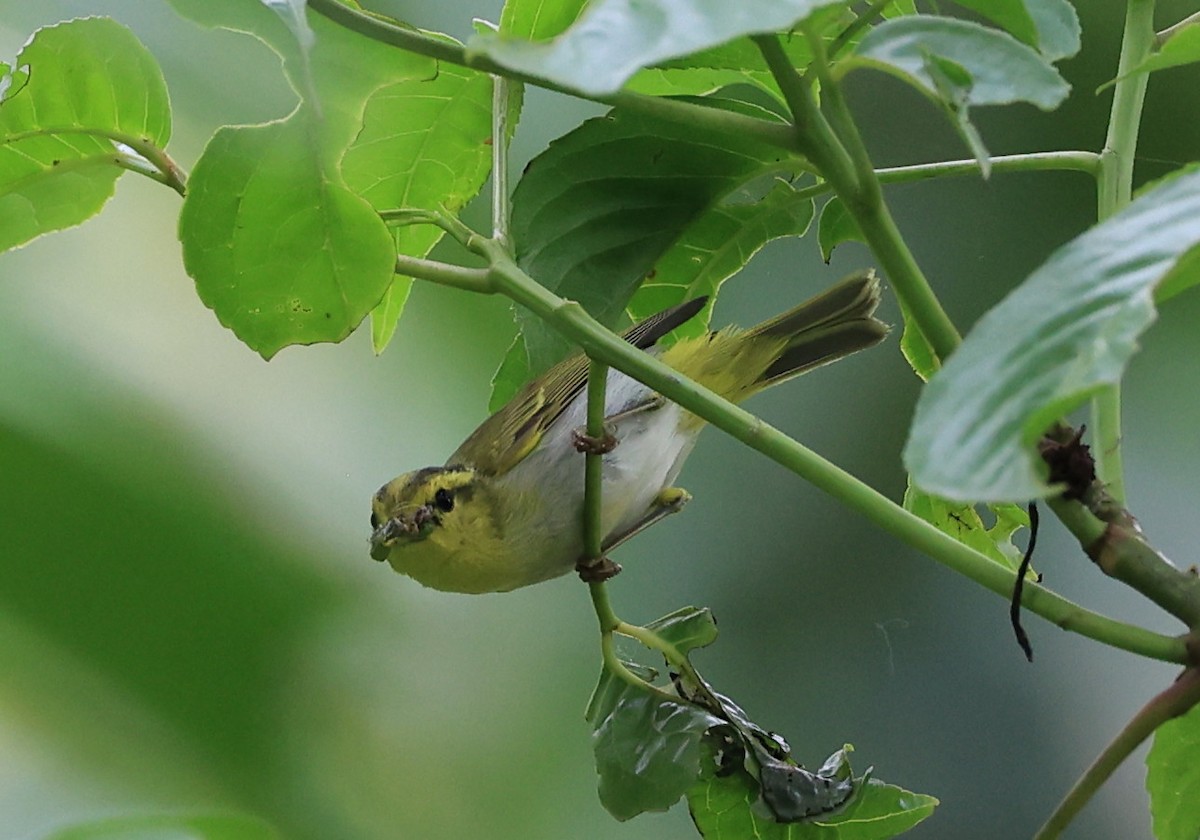 Yellow-vented Warbler - ML619390788