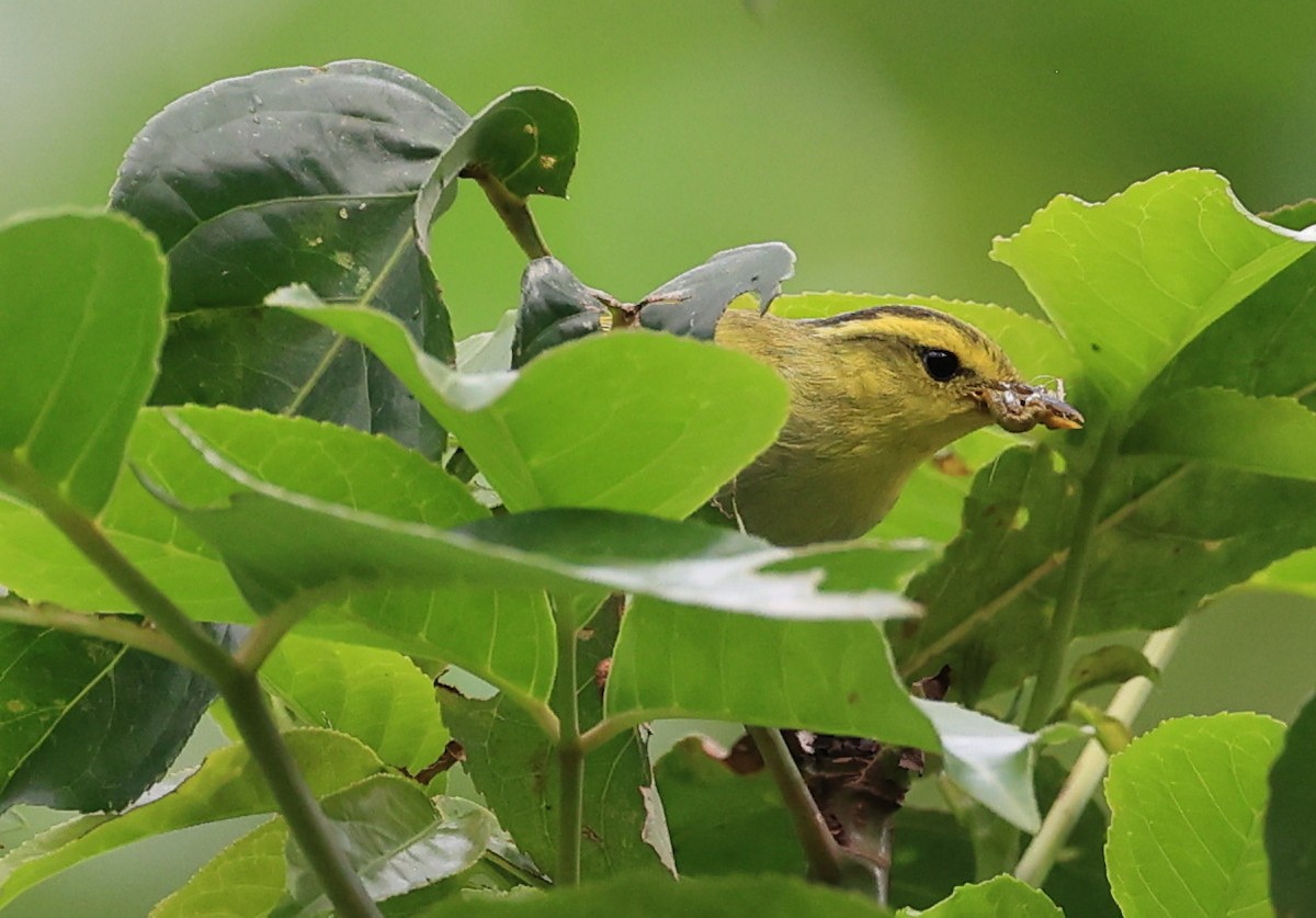 Yellow-vented Warbler - ML619390789