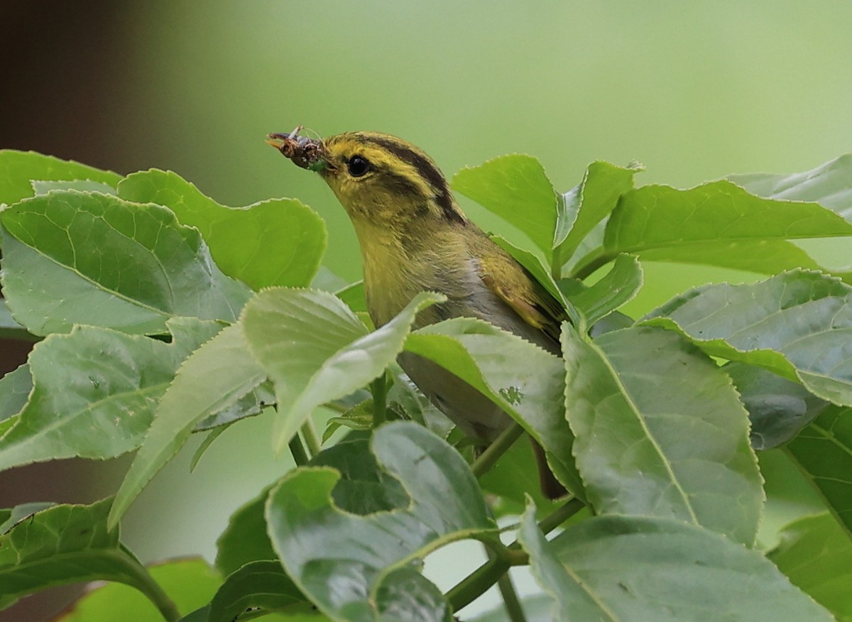 Yellow-vented Warbler - ML619390790