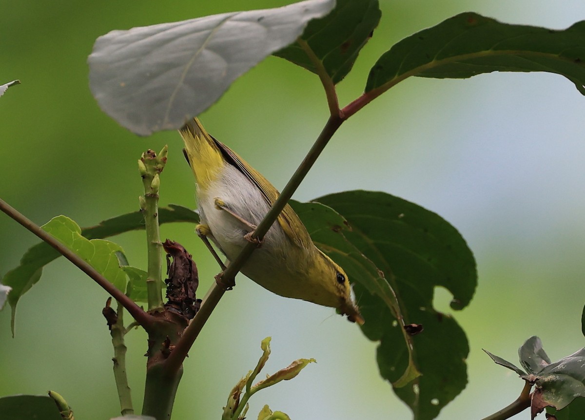 Yellow-vented Warbler - ML619390791