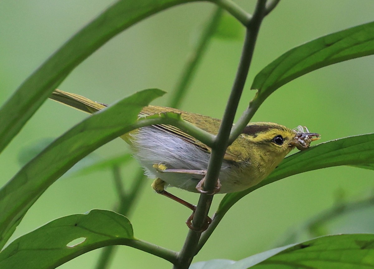 Yellow-vented Warbler - ML619390792