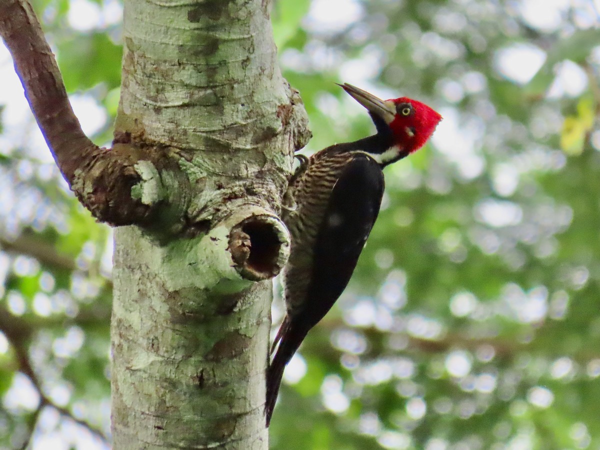 Crimson-crested Woodpecker - ML619390796