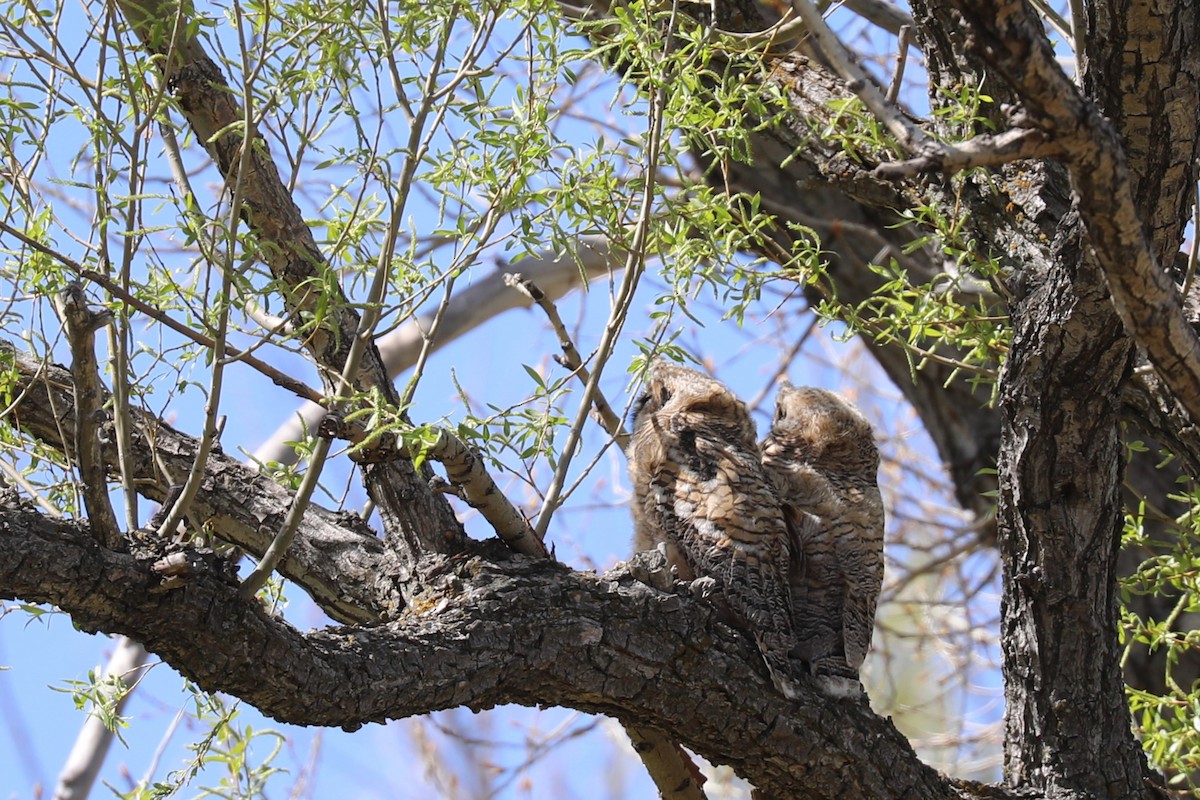 Great Horned Owl - ML619390811