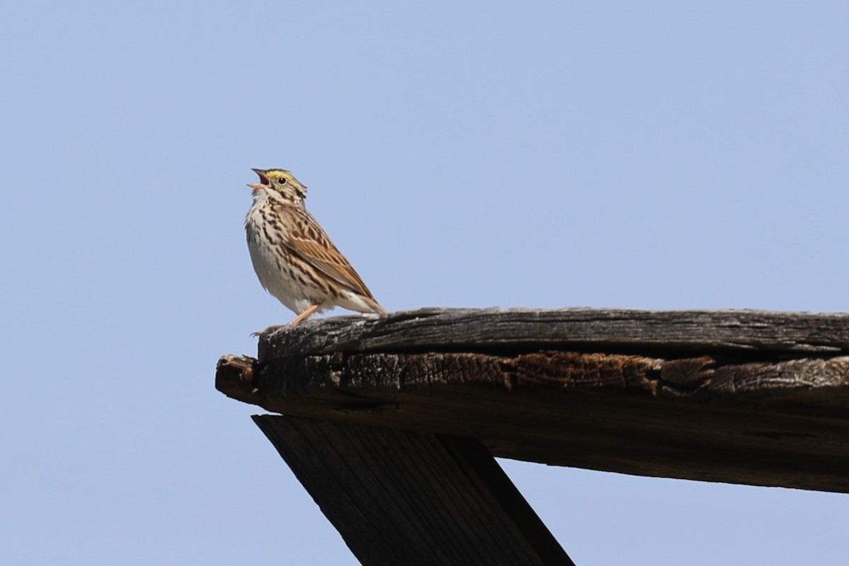 Savannah Sparrow - ML619390842