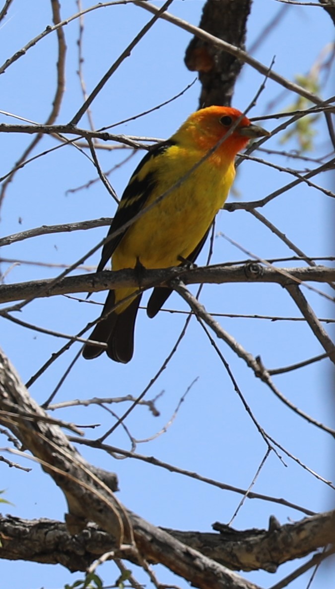 Western Tanager - ML619390859