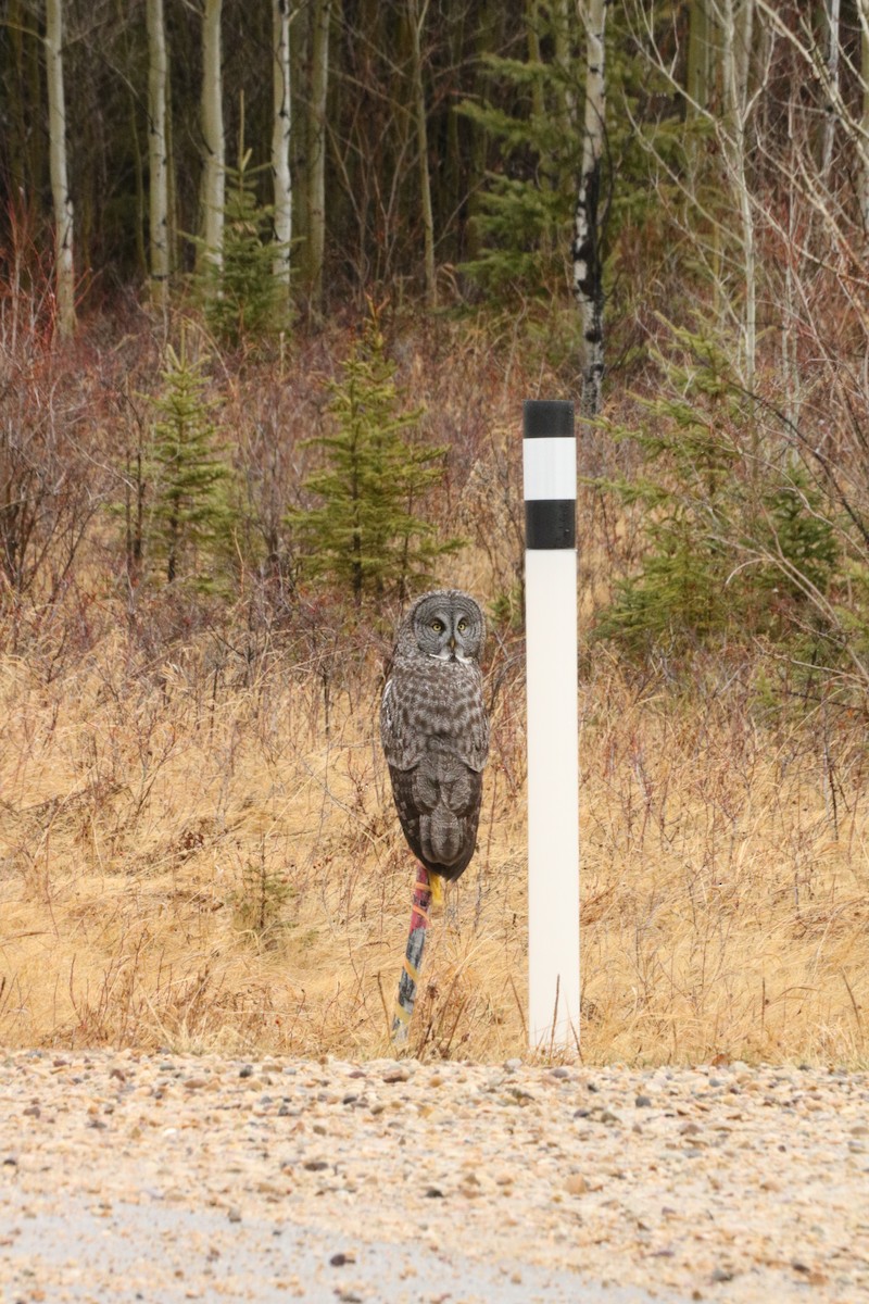 Great Gray Owl - ML619390886