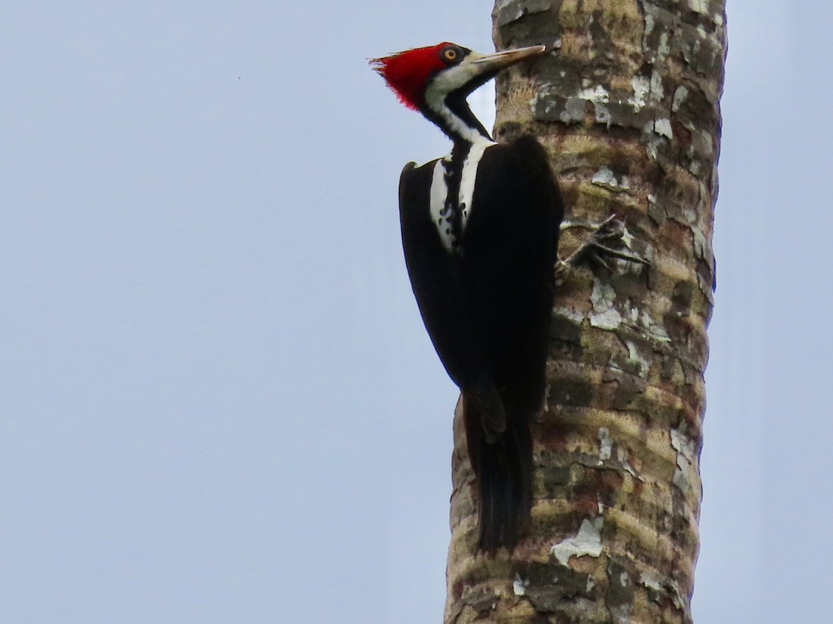 Crimson-crested Woodpecker - ML619390902