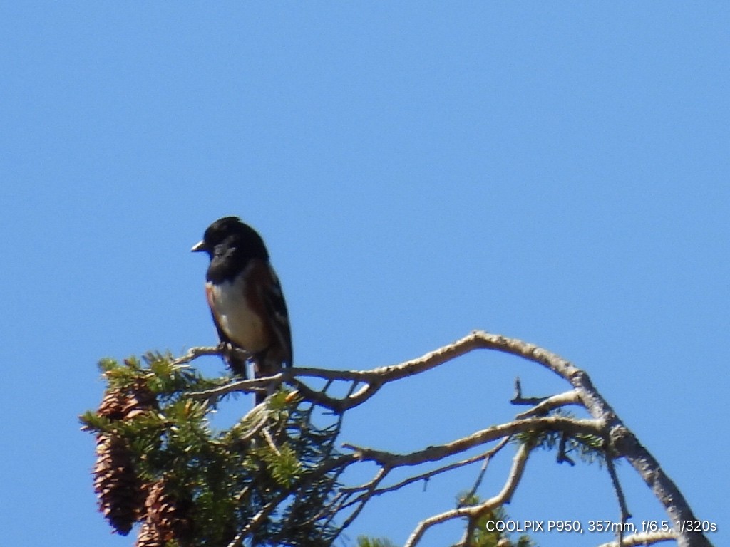 Spotted Towhee - ML619390940