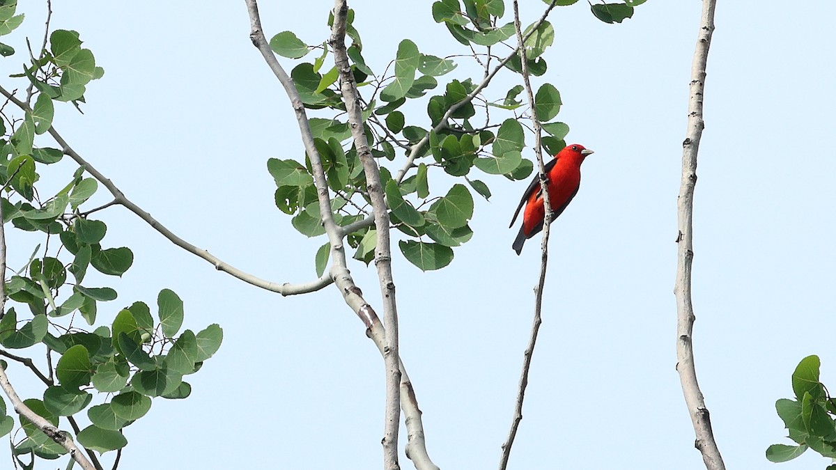 Scarlet Tanager - ML619390952
