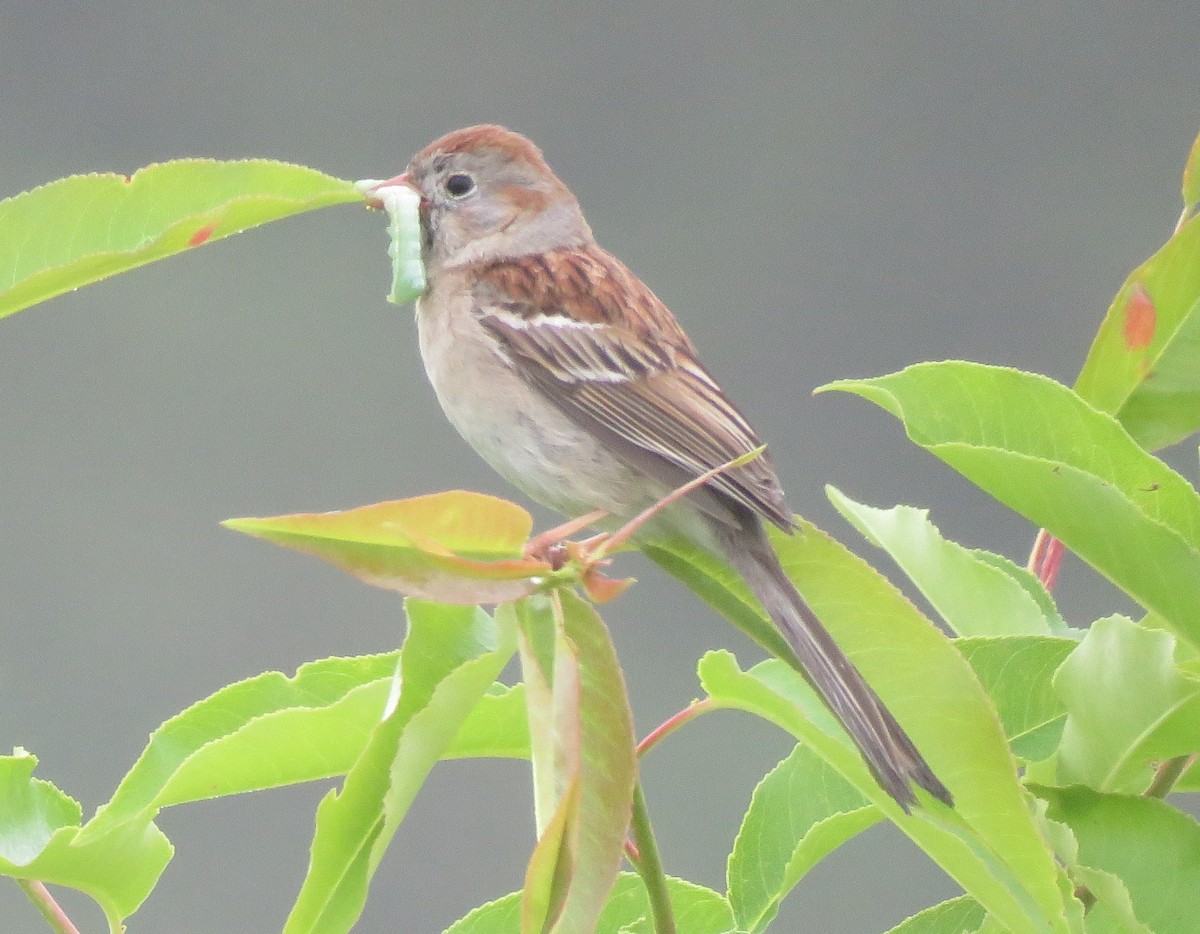 Field Sparrow - ML619390956