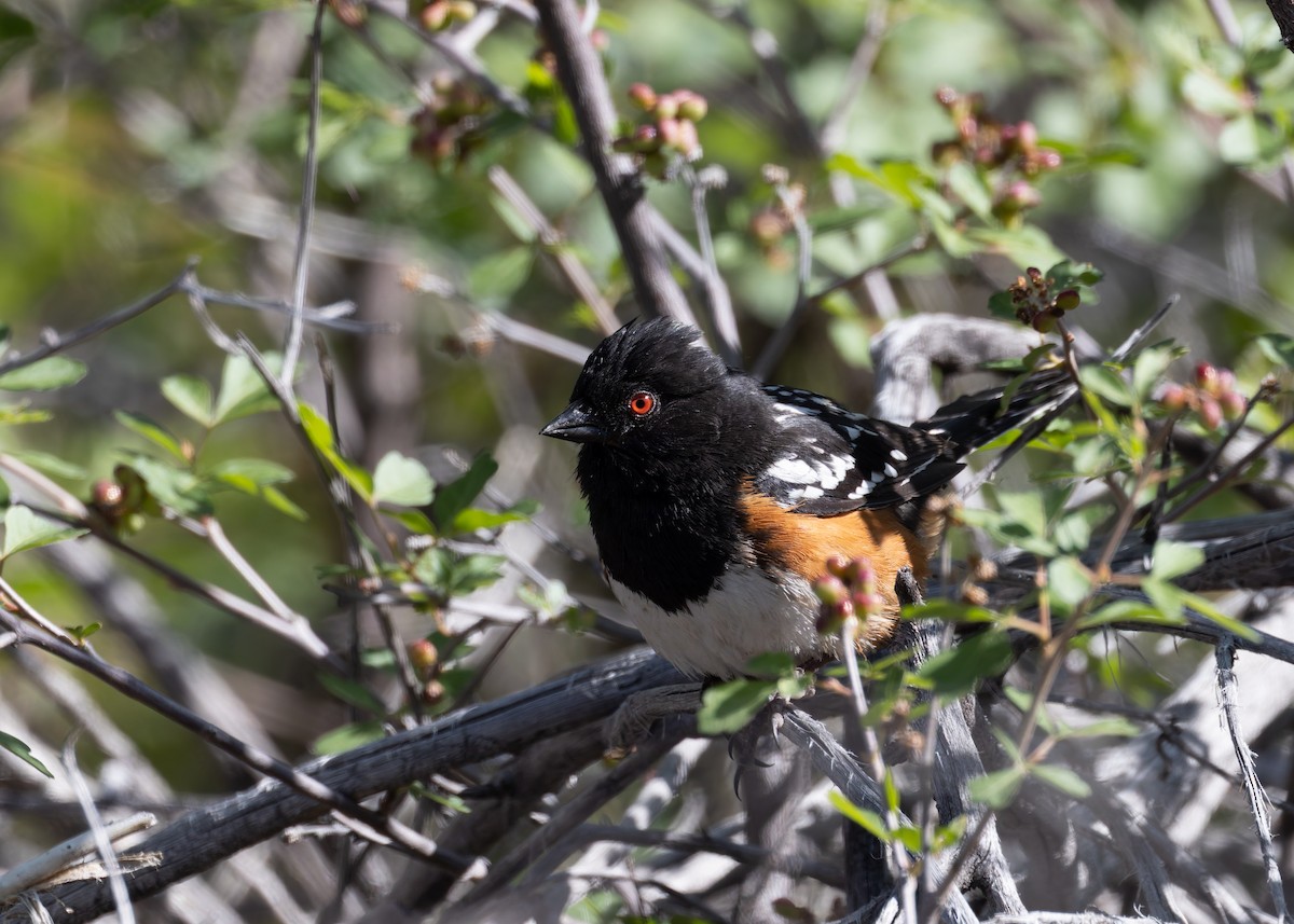 Spotted Towhee - ML619391009