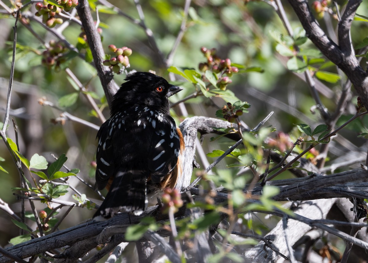 Spotted Towhee - ML619391010