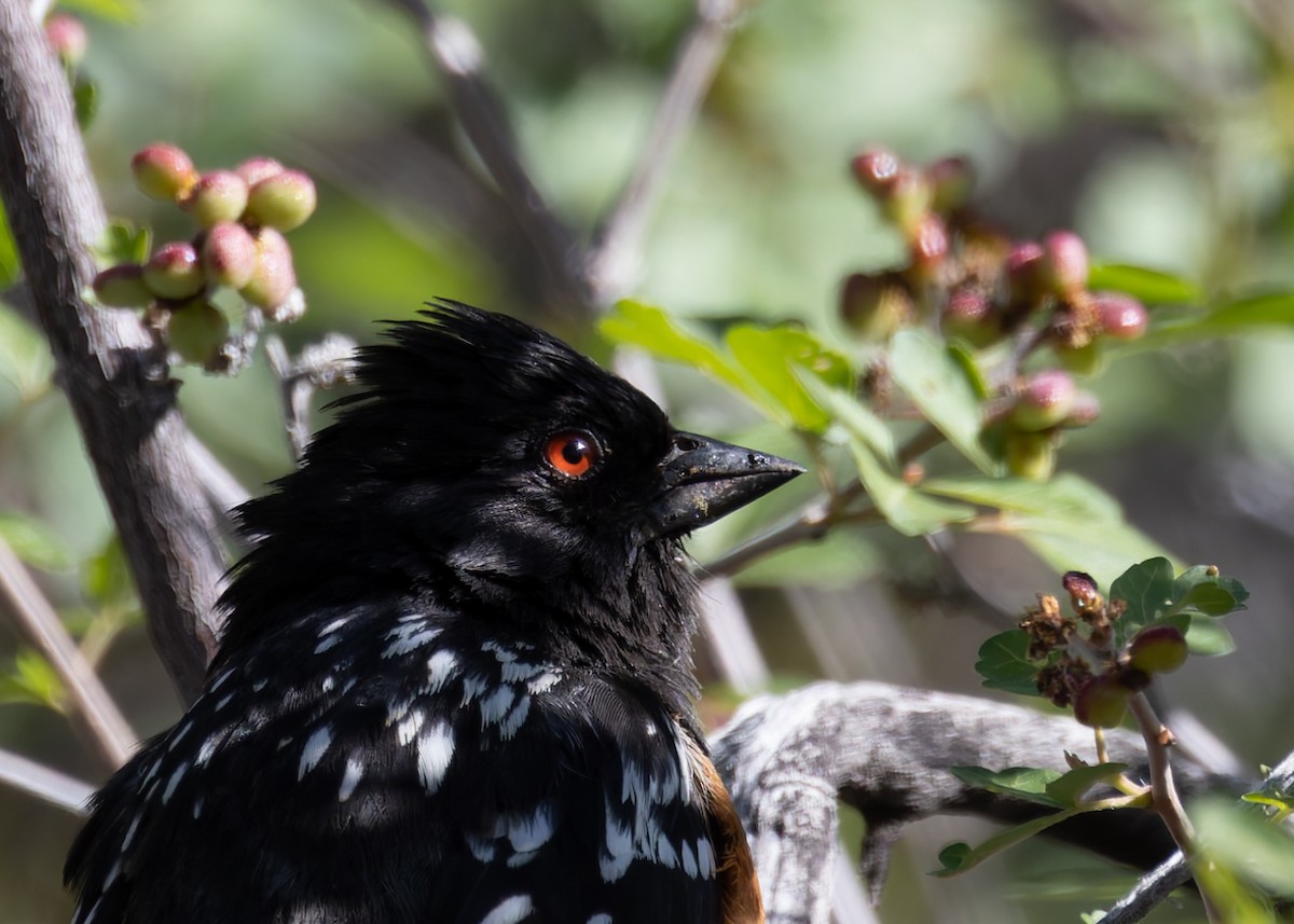 Spotted Towhee - ML619391012