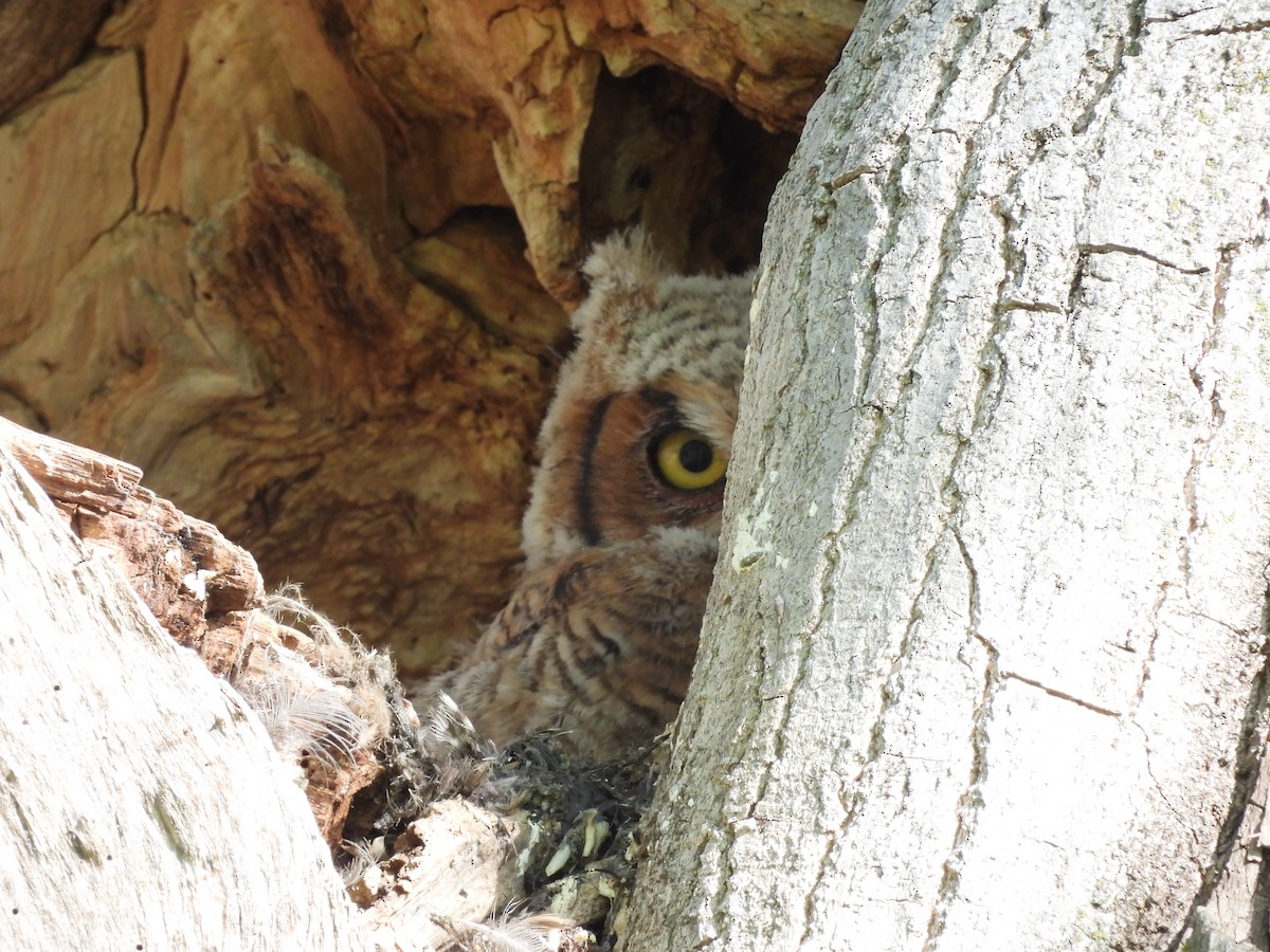 Great Horned Owl - ML619391014
