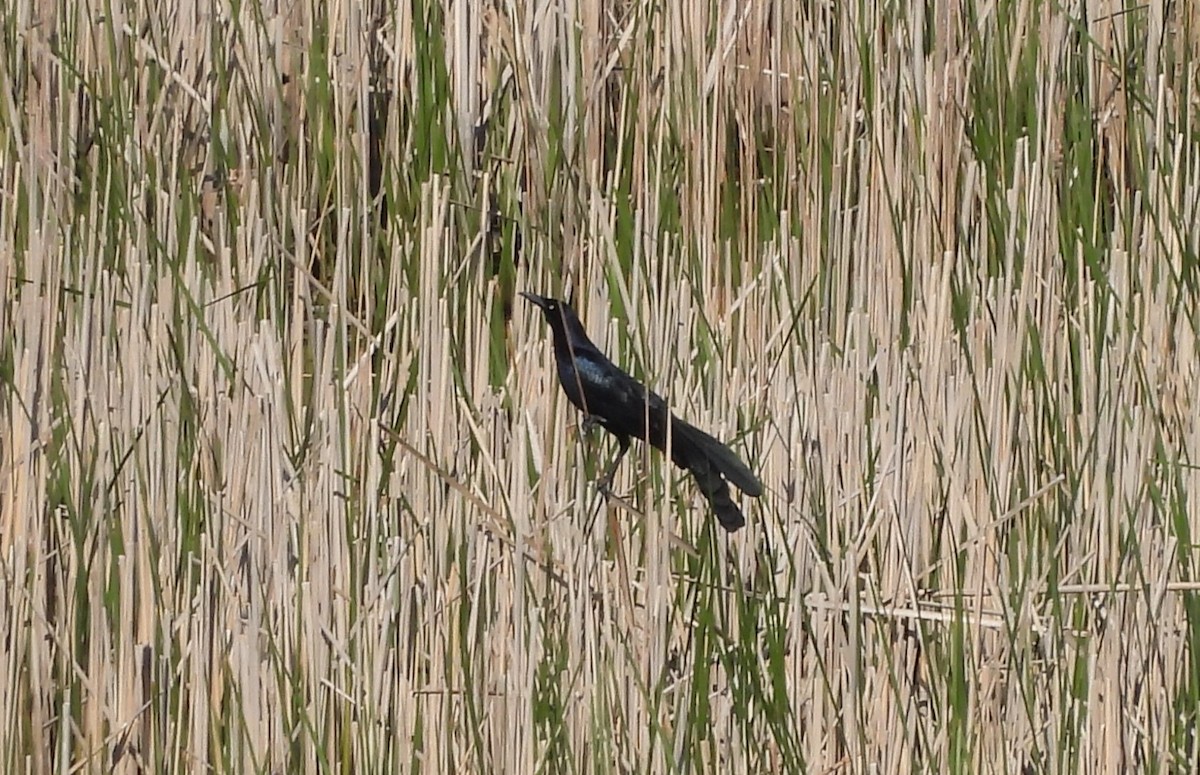 Great-tailed Grackle - ML619391019