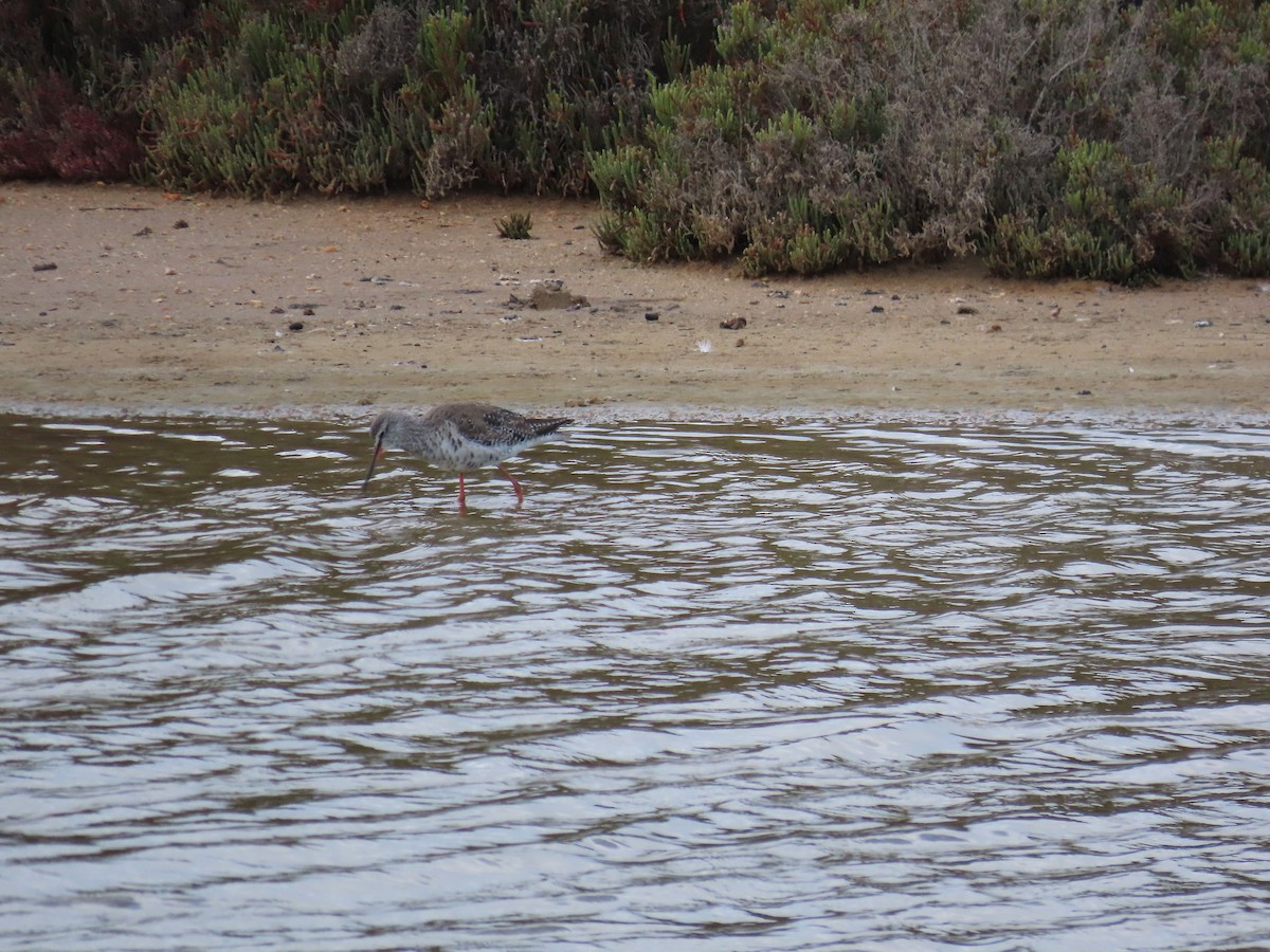 Spotted Redshank - ML619391029