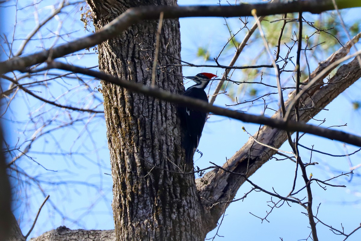 Pileated Woodpecker - ML619391034