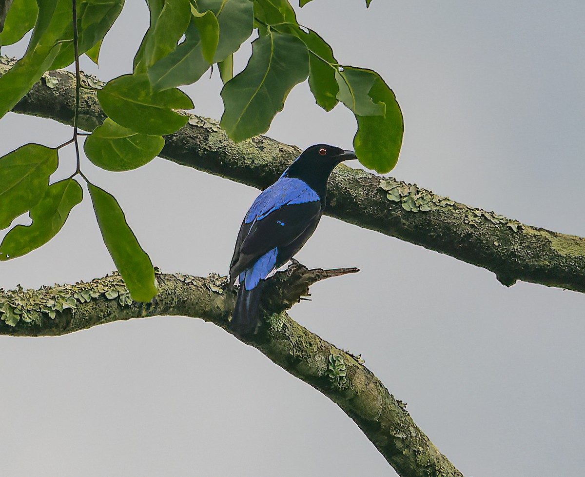 Asian Fairy-bluebird - ML619391060