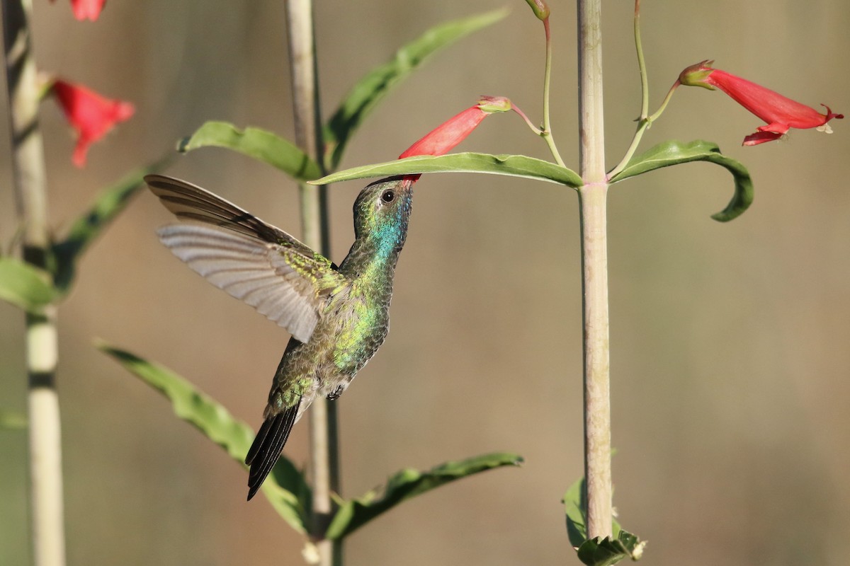 Broad-billed Hummingbird - ML619391088