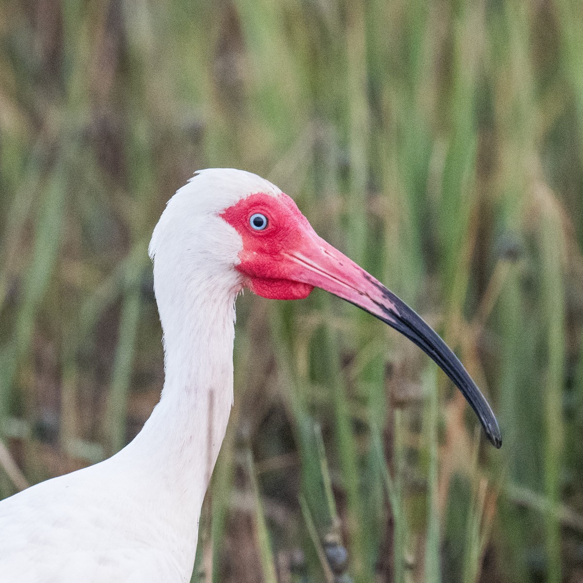 ibis bílý - ML619391097