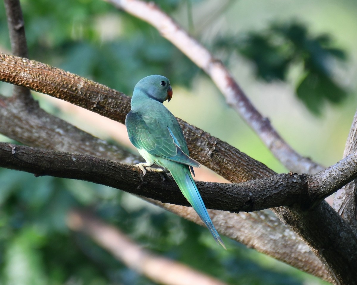 Malabar Yeşil Papağanı - ML619391146