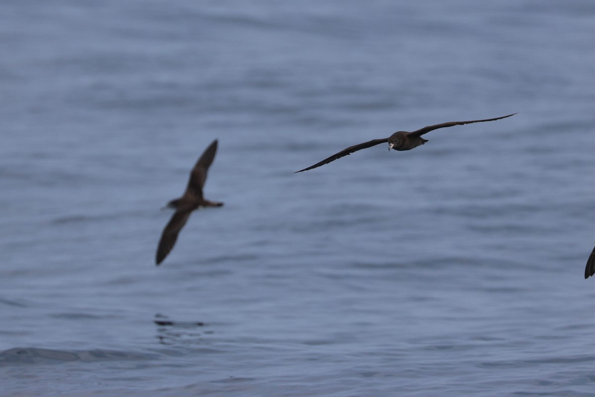 Flesh-footed Shearwater - ML619391153