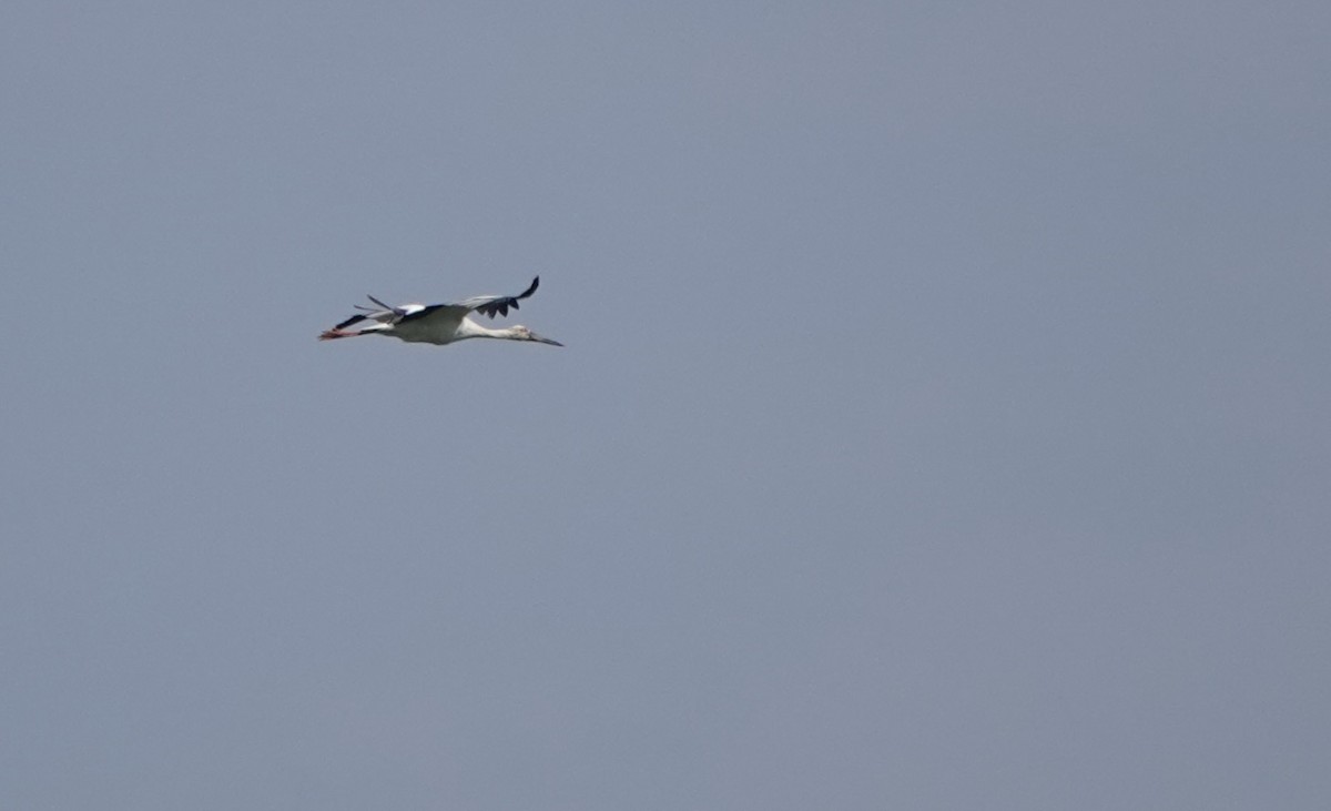 Oriental Stork - ML619391157
