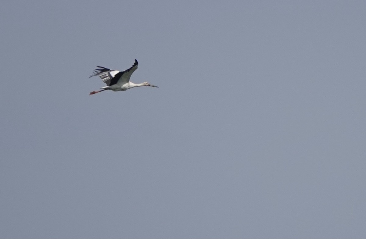 Oriental Stork - ML619391158