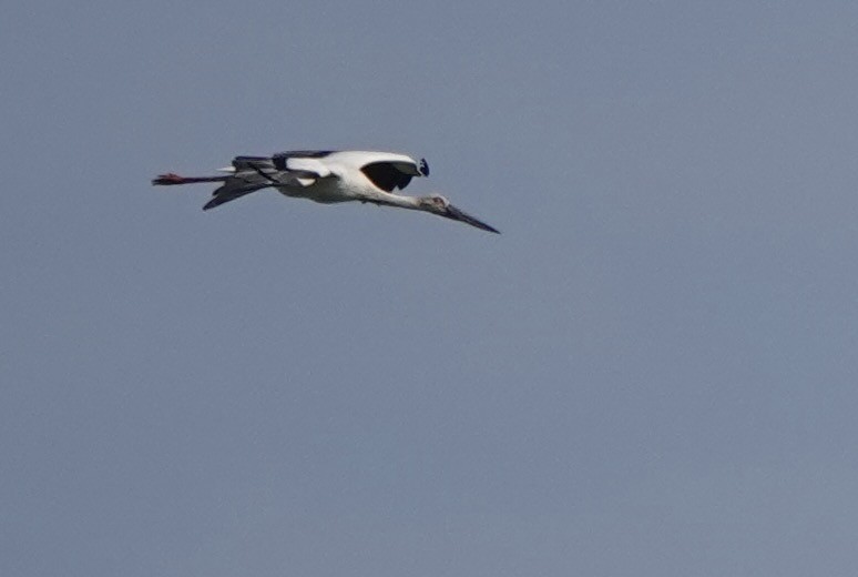 Oriental Stork - ML619391159