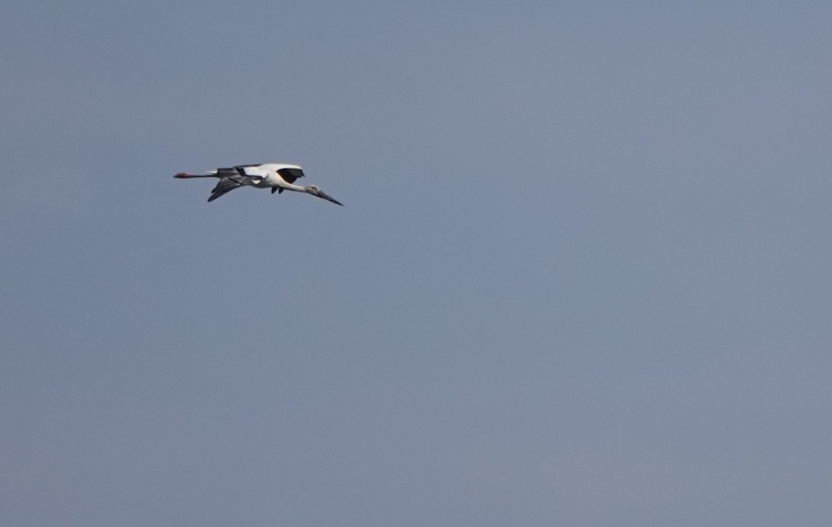 Oriental Stork - ML619391161