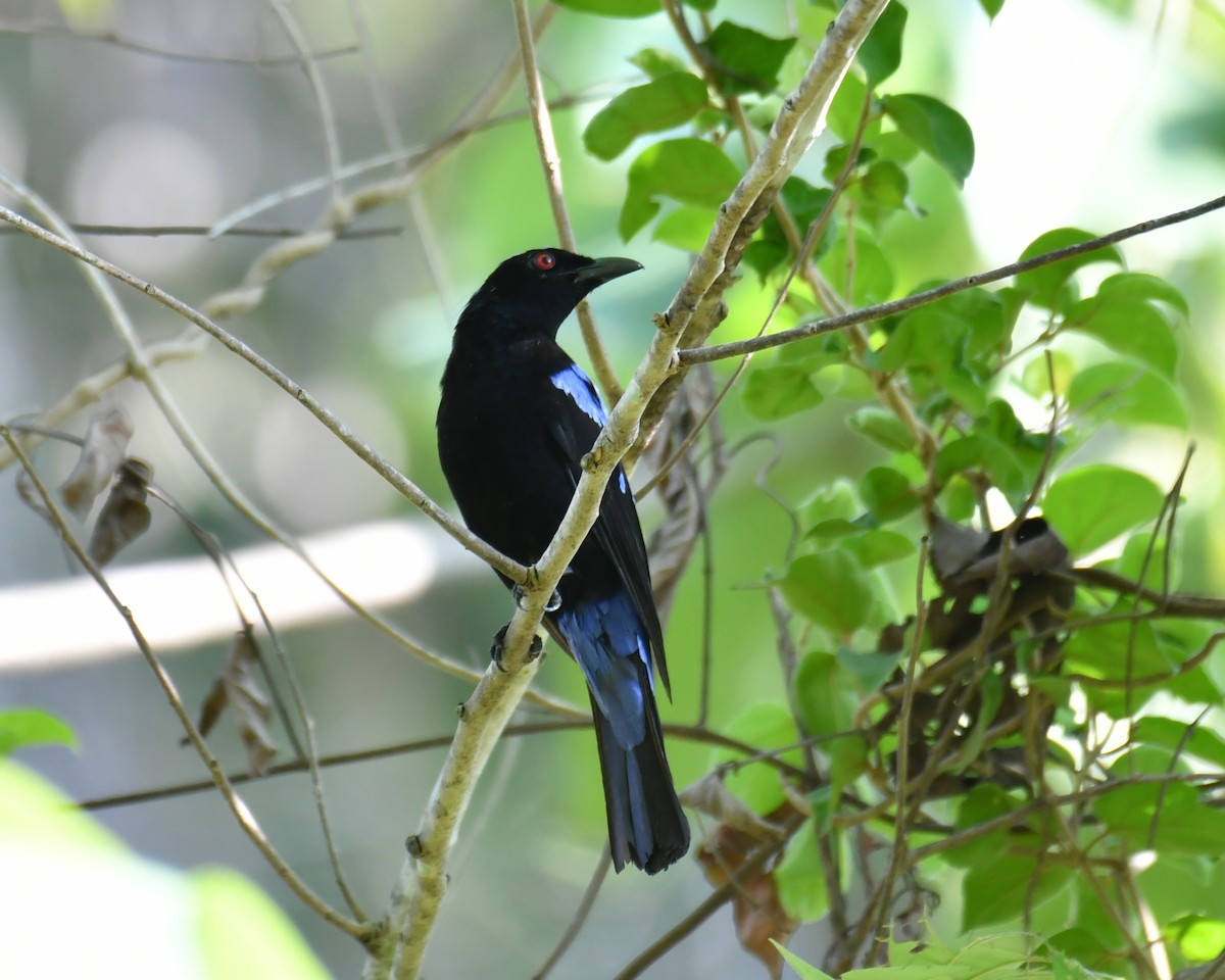 Asian Fairy-bluebird - ML619391163