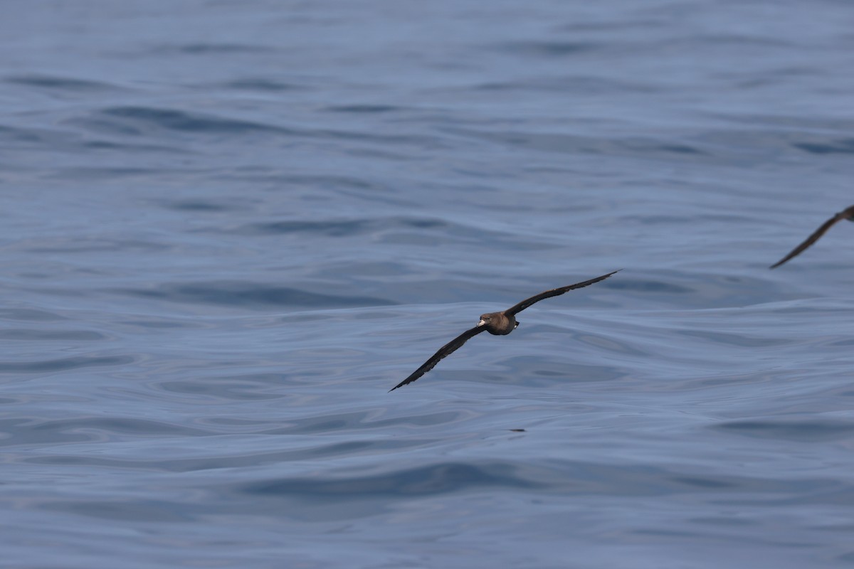 Flesh-footed Shearwater - ML619391165