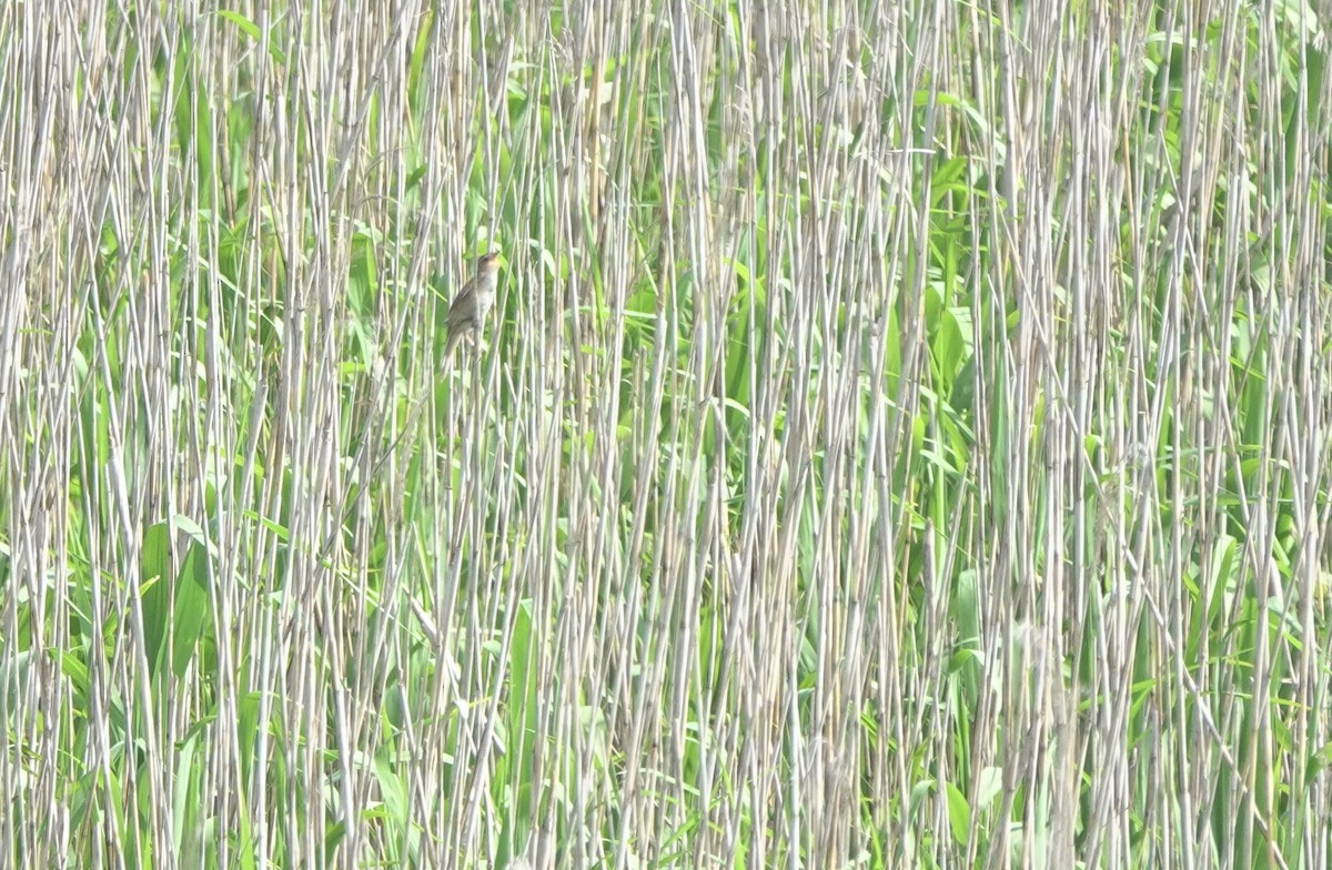 Marsh Grassbird - ML619391169