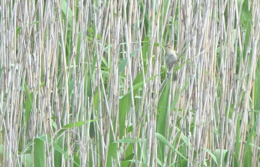 Marsh Grassbird - ML619391172