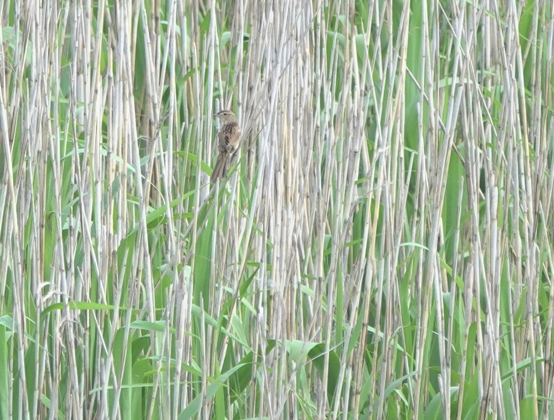 Marsh Grassbird - ML619391173