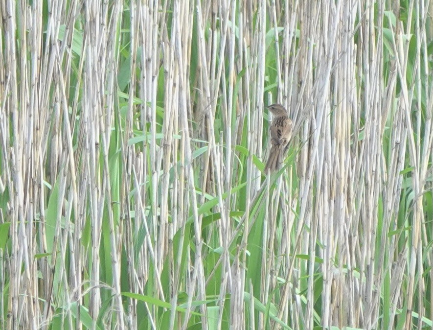 Marsh Grassbird - ML619391175