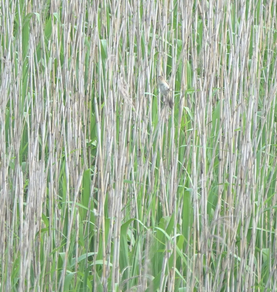 Marsh Grassbird - ML619391177